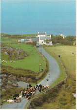 Irish Postcard ON THE ROAD WEST CORK Cattle Drive  T Kelly picture