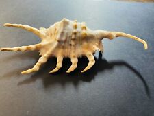 Genuine SPIDER CONCH Lambis Truncata SEASHELL Natural Shell picture
