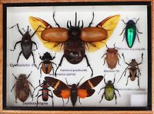 Real Mixs Insect With 5 Horned Taxidermy Set in Boxes Display for Collectibles picture