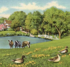 Vintage Linen Postcard Greetings From Hawley Cows Ducks Farm Pennsylvania PA picture