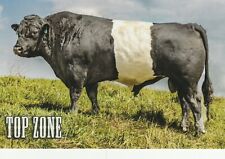 Buelingo bull, Top Zone, cow postcard picture