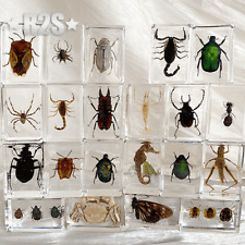 12 Pcs Insect in Resin Specimen Bugs Collection Paperweights Arachnid Resin lot picture