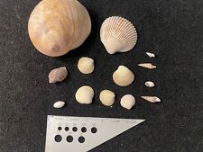 Vintage Estate Large Sea Shells Lot Various Sizes And Shells Beautiful Selection picture