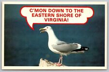 Hello Virginia Eastern Shore Sea Gull Bird Animal Plastichrome Vintage Postcard picture
