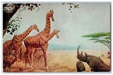 c1950s Abyssinian Water-Hole Chicago Natural History Museum Illinois IL Postcard picture