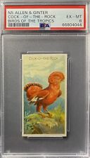 1889 N5 Allen & Ginter Birds Of The Tropics COCK-OF-THE-ROCK PSA 6 EX-MT RARE picture