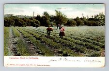 CA-California, Carnation Field, Antique, Vintage c1906 Postcard picture
