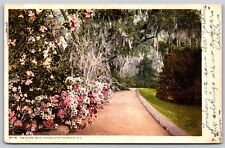 Postcard The Slope Walk, Magnolia on the Ashley SC 1907 L209 picture
