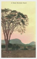 c1915 A Green Mountain Guard Tree Nature Painting Series Vermont DB Postcard E7 picture