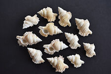 Set of 12 Unique Maple Leaf Shells (Biplex Perca) 3/4-1 1/4