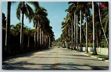 Postcard Avenue Of Palms, Planted By Mr. Edison In 1901, Fort Myers, FL Unposted picture