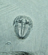 Nice and 100% Natural Elrathia Trilobite Fossil From Utah picture