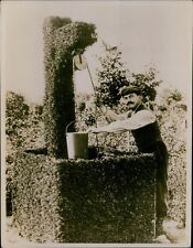 GA33 Original Photo REMARKABLE EXAMPLE OF GARDENER'S SKILL France Yew Trees Well picture
