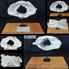 Rare Large C1 Titanothere Atlas Vertebra, Fossil, Brontothere, SD Badlands, T781 picture