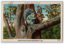 1948 I'm Nuts Greetings From Squirrel On Tree Searsport Maine Vintage Postcard picture