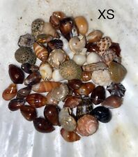 Hawaiian Seashells XS 60 Pcs Handpicked Kauai picture