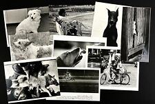 Vintage Lot Of 19 Cute Funny Dogs Puppies Dalmatian Shelter Press Photographs picture
