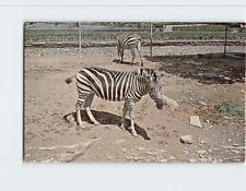 Postcard Zebras Buffalo Zoological Gardens New York USA picture