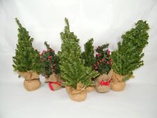 (7) MINIATURE CHRISTMAS TREES BURLAP BASES 10