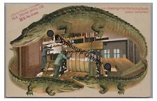Greetings from the Sunny South Cotton Gin Langsdorf ALLIGATOR BORDER Postcard picture