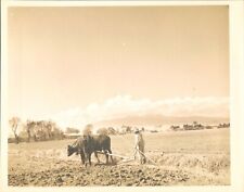 GA85 Original Photo FARMER WORKING IN FIELD Agriculture Ox Dragging Equipment picture
