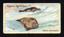 WEDDEL SEALS ASLEEP ON THE SEA ICE 1916 POLAR EXPLORATION #19 GOOD/VG picture