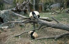 Giant Pandas,Smithsonian's National Zoo,Washington,DC,Carol Highsmith picture