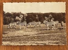 VINTAGE  POSTCARD  WHIPSNADE PARK   ZEBRA  REAL PHOTO picture