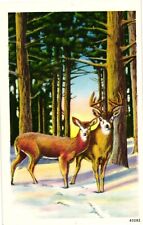  Postcard Animal Wildlife Scene picture