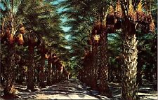 View Coachella Valley Garden Rows Date Trees Tropical Fruit Path Postcard Unused picture