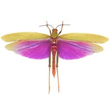 Titanacris albipes FEMALE purple grasshopper Peru UNMOUNTED WINGS CLOSED picture