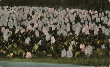 Vintage Postcard Hyacinths Eichhornia Crassipes Aquatic Plant Florida FL picture