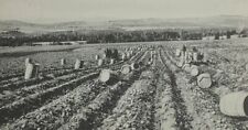 Postcard RPPC Of Farmers Digging Potatoes In Maine picture