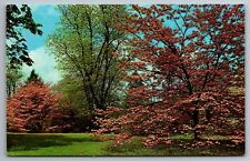 Postcard Greetings from Wilkes-Barre Pennsylvania Dogwood in Bloom    G 10 picture