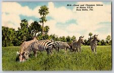 Florida FL, Boca Raton - The View Of Grant And Chapman Zebras - Vintage Postcard picture
