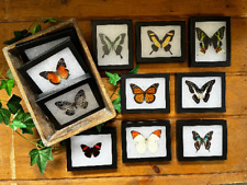 Lot of 5 Framed Butterflies Spread Specimens in Riker Mount Frames picture