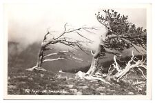 RPPC Pike's Peak Summit Postcard c1947 The Fight on Timberline Sanborn X-769 picture