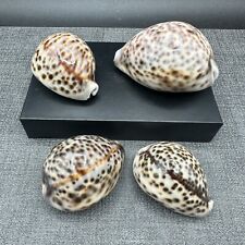 4 Leopard Tiger Cowrie Shell 3
