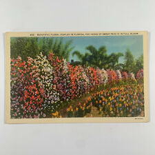 Postcard Florida FL Sweet Pea Hedger Flower Bloom 1940s Linen Unposted picture