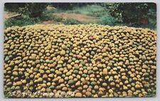 Postcard A harvest of Oranges FL Printed in Germany picture