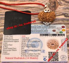 14 Mukhi Rudraksha Fourteen Face Rudraksh Nepal Bead Lab Certified Size 24.60 MM picture