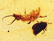 Rare Ant Lion larva with Beetle, Fossil inclusion in Burmese Amber picture