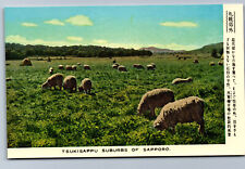 Postcard Japan c1950s Sheep Grazing Tsukisappu Suburbs of Sapporo City BA3 picture