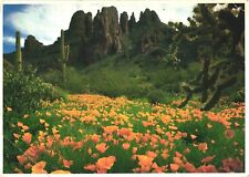 Gold Poppies, Ajo Mountains-Organ Pipe National Monument, Arizona Postcard picture