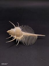 Superb, large Murex pecten. Venus comb 113mm. Sea shell Spiny. Collectors #9880 picture