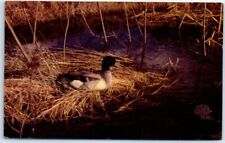 Postcard - Mallard/Bird - A Northwoods View in Natural Color - USA picture