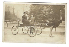 RPPC-Los Angeles Ostrich Farm-Lincoln Park - Antique Postcard picture