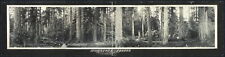 Photo:1910 Panoramic: Monarchs of the forest, Washington picture