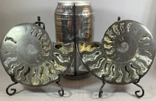 AMMONITE MATCHED PAIR - BLACK - PROFESSIONALLY SLICED - MOTHER OF PEARL BACK picture