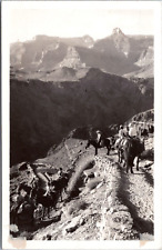 RPPC Mule Riders to Bottom of Grand Canyon, Arizona - Photo Postcard c1940s picture